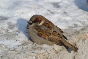 sparrow 1