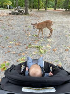 Boaz and baby deer greeting each other!